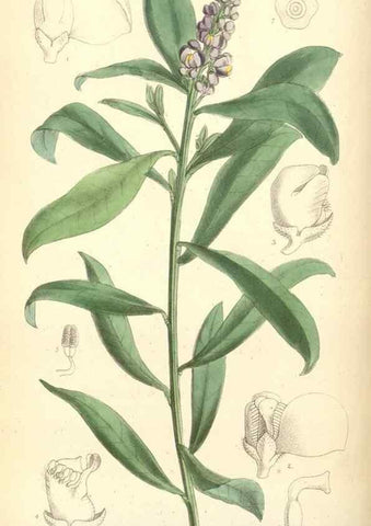 Reproducción/Reproduction 35010137860: Curtis's botanical magazine.. London ; New York [etc.] :Academic Press [etc.]