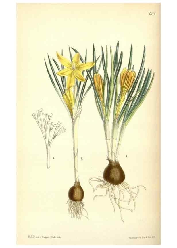 Reproducción/Reproduction 35010139670: Curtis's botanical magazine.. London ; New York [etc.] :Academic Press [etc.]