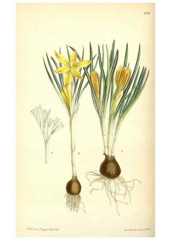 Reproducción/Reproduction 35010139670: Curtis's botanical magazine.. London ; New York [etc.] :Academic Press [etc.]