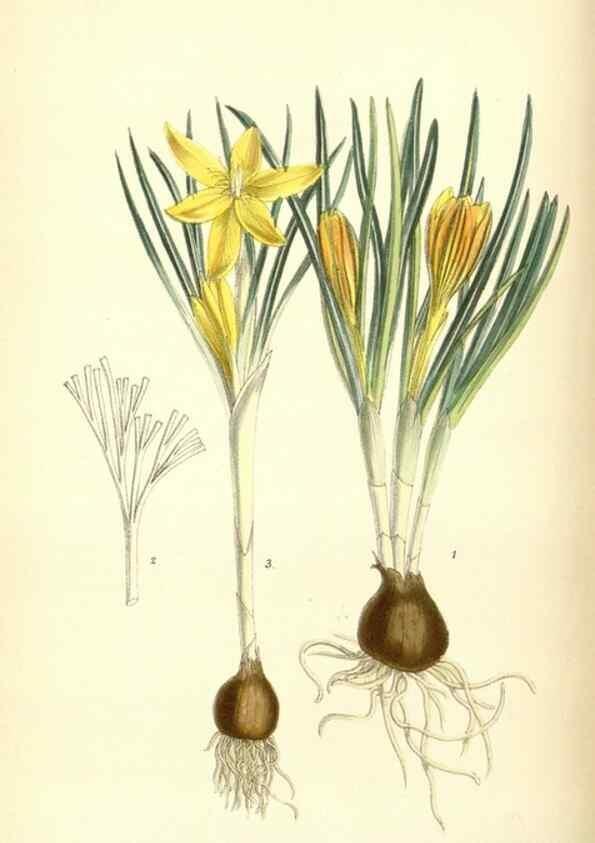 Reproducción/Reproduction 35010139670: Curtis's botanical magazine.. London ; New York [etc.] :Academic Press [etc.]