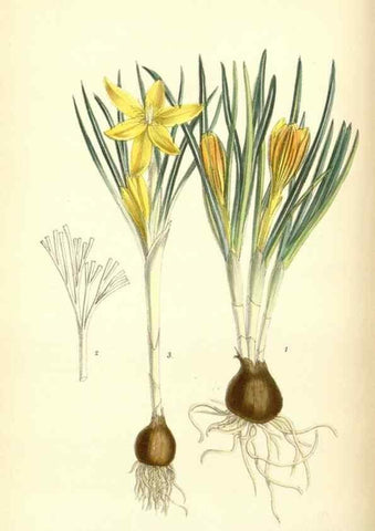 Reproducción/Reproduction 35010139670: Curtis's botanical magazine.. London ; New York [etc.] :Academic Press [etc.]