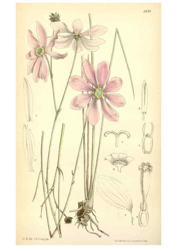 Reproducción/Reproduction 35396952875: Curtis's botanical magazine.. London ; New York [etc.] :Academic Press [etc.]