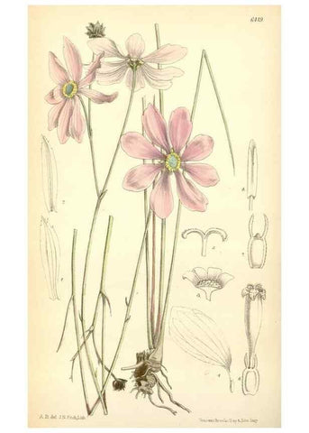 Reproducción/Reproduction 35396952875: Curtis's botanical magazine.. London ; New York [etc.] :Academic Press [etc.]