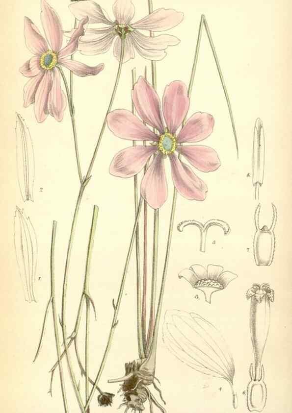 Reproducción/Reproduction 35396952875: Curtis's botanical magazine.. London ; New York [etc.] :Academic Press [etc.]