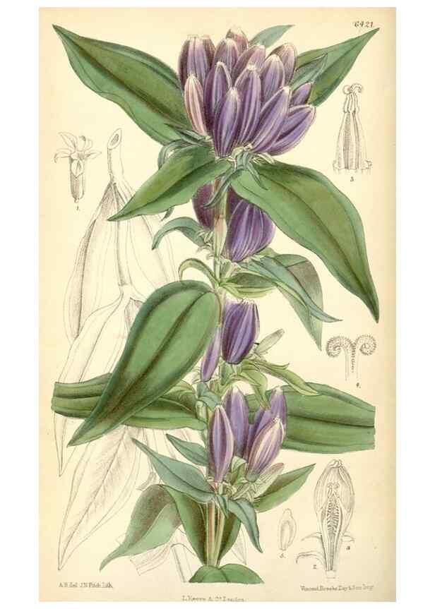 Reproducción/Reproduction 35396955675: Curtis's botanical magazine.. London ; New York [etc.] :Academic Press [etc.]