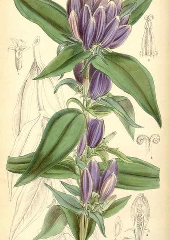 Reproducción/Reproduction 35396955675: Curtis's botanical magazine.. London ; New York [etc.] :Academic Press [etc.]