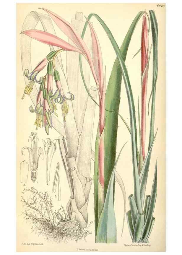 Reproducción/Reproduction 35396958115: Curtis's botanical magazine.. London ; New York [etc.] :Academic Press [etc.]