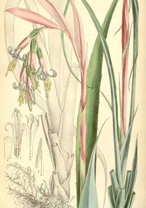 Reproducción/Reproduction 35396958115: Curtis's botanical magazine.. London ; New York [etc.] :Academic Press [etc.]
