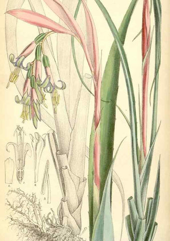 Reproducción/Reproduction 35396958115: Curtis's botanical magazine.. London ; New York [etc.] :Academic Press [etc.]