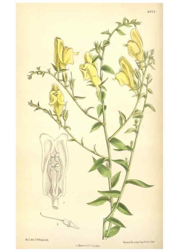 Reproducción/Reproduction 35396959475: Curtis's botanical magazine.. London ; New York [etc.] :Academic Press [etc.]