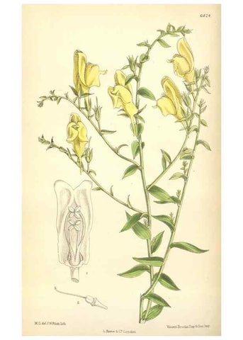 Reproducción/Reproduction 35396959475: Curtis's botanical magazine.. London ; New York [etc.] :Academic Press [etc.]