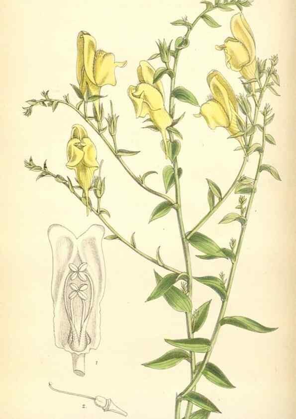 Reproducción/Reproduction 35396959475: Curtis's botanical magazine.. London ; New York [etc.] :Academic Press [etc.]