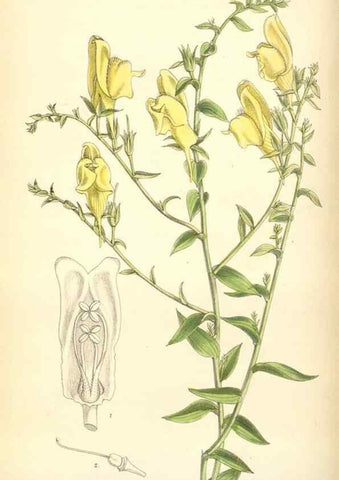 Reproducción/Reproduction 35396959475: Curtis's botanical magazine.. London ; New York [etc.] :Academic Press [etc.]