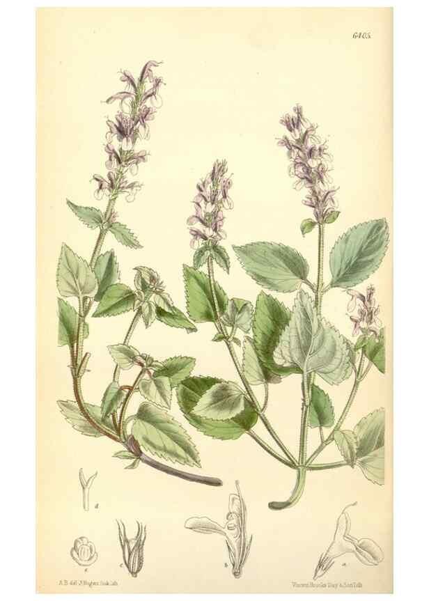 Reproducción/Reproduction 34587638073: Curtis's botanical magazine.. London ; New York [etc.] :Academic Press [etc.]