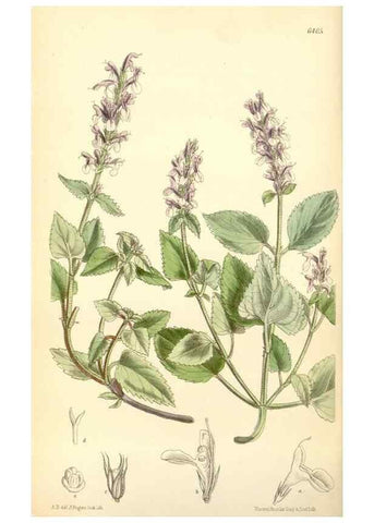 Reproducción/Reproduction 34587638073: Curtis's botanical magazine.. London ; New York [etc.] :Academic Press [etc.]