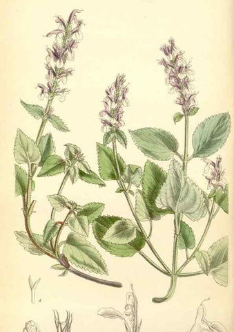 Reproducción/Reproduction 34587638073: Curtis's botanical magazine.. London ; New York [etc.] :Academic Press [etc.]