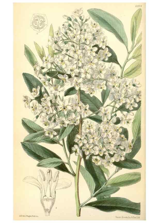 Reproducción/Reproduction 34587637103: Curtis's botanical magazine.. London ; New York [etc.] :Academic Press [etc.]