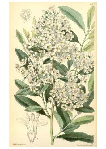 Reproducción/Reproduction 34587637103: Curtis's botanical magazine.. London ; New York [etc.] :Academic Press [etc.]