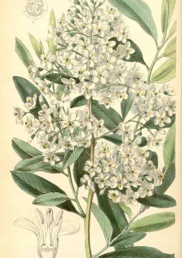 Reproducción/Reproduction 34587637103: Curtis's botanical magazine.. London ; New York [etc.] :Academic Press [etc.]
