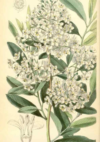 Reproducción/Reproduction 34587637103: Curtis's botanical magazine.. London ; New York [etc.] :Academic Press [etc.]