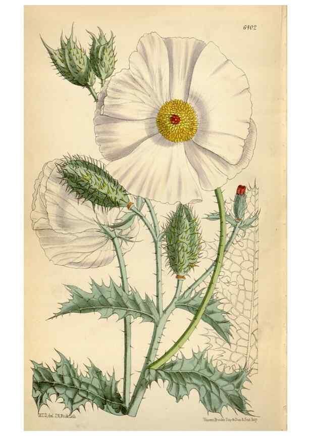 Reproducción/Reproduction 35010008520: Curtis's botanical magazine.. London ; New York [etc.] :Academic Press [etc.]