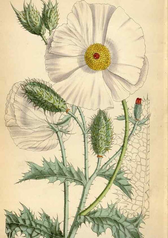 Reproducción/Reproduction 35010008520: Curtis's botanical magazine.. London ; New York [etc.] :Academic Press [etc.]