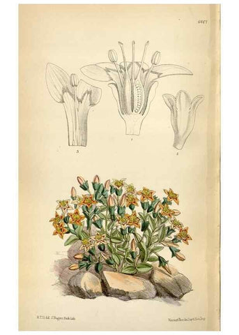 Reproducción/Reproduction 35010004850: Curtis's botanical magazine.. London ; New York [etc.] :Academic Press [etc.]