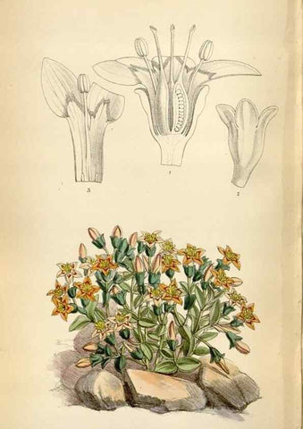 Reproducción/Reproduction 35010004850: Curtis's botanical magazine.. London ; New York [etc.] :Academic Press [etc.]