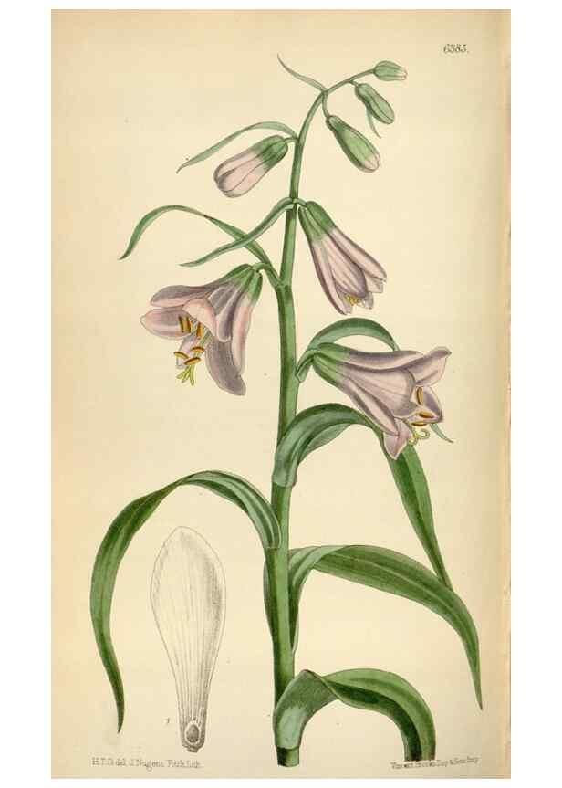 Reproducción/Reproduction 35396773665: Curtis's botanical magazine.. London ; New York [etc.] :Academic Press [etc.]
