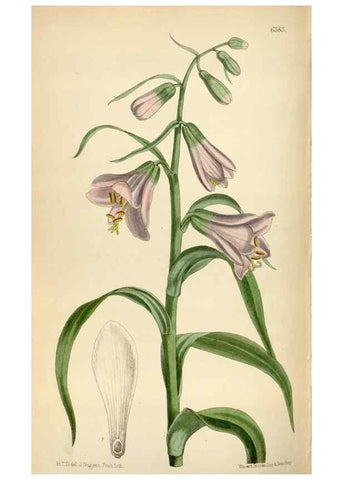 Reproducción/Reproduction 35396773665: Curtis's botanical magazine.. London ; New York [etc.] :Academic Press [etc.]