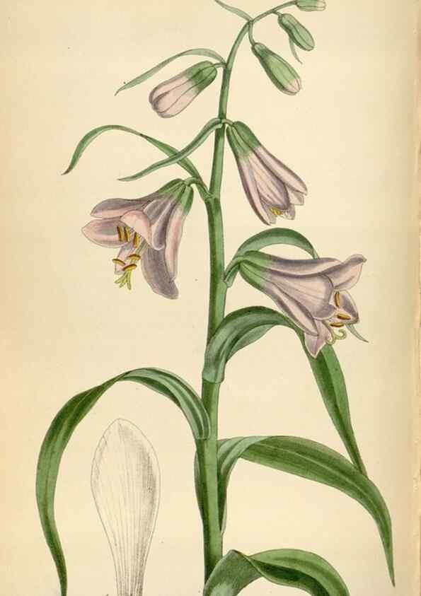 Reproducción/Reproduction 35396773665: Curtis's botanical magazine.. London ; New York [etc.] :Academic Press [etc.]