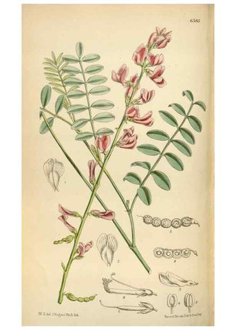 Reproducción/Reproduction 35396775635: Curtis's botanical magazine.. London ; New York [etc.] :Academic Press [etc.]