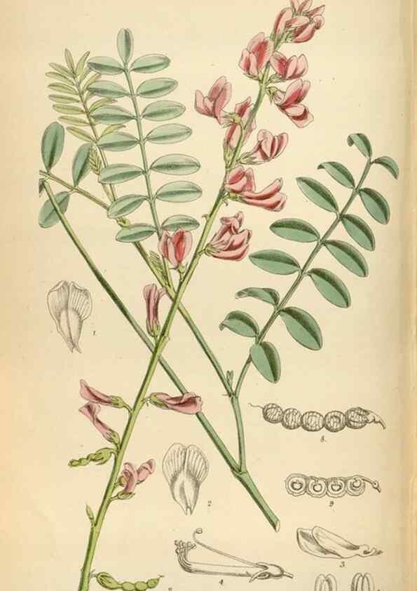 Reproducción/Reproduction 35396775635: Curtis's botanical magazine.. London ; New York [etc.] :Academic Press [etc.]
