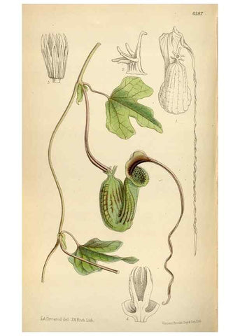 Reproducción/Reproduction 34554391034: Curtis's botanical magazine.. London ; New York [etc.] :Academic Press [etc.]
