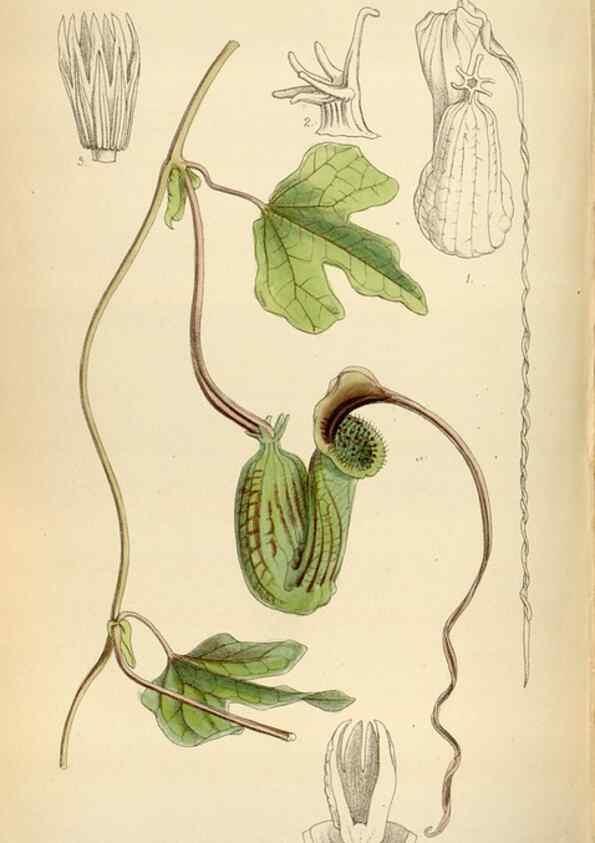 Reproducción/Reproduction 34554391034: Curtis's botanical magazine.. London ; New York [etc.] :Academic Press [etc.]