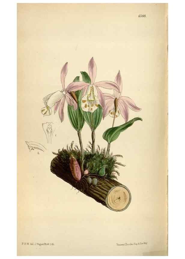 Reproducción/Reproduction 34554393174: Curtis's botanical magazine.. London ; New York [etc.] :Academic Press [etc.]