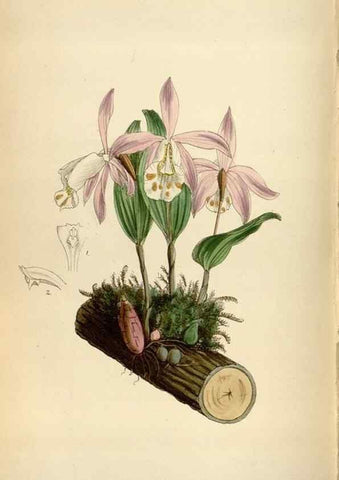 Reproducción/Reproduction 34554393174: Curtis's botanical magazine.. London ; New York [etc.] :Academic Press [etc.]