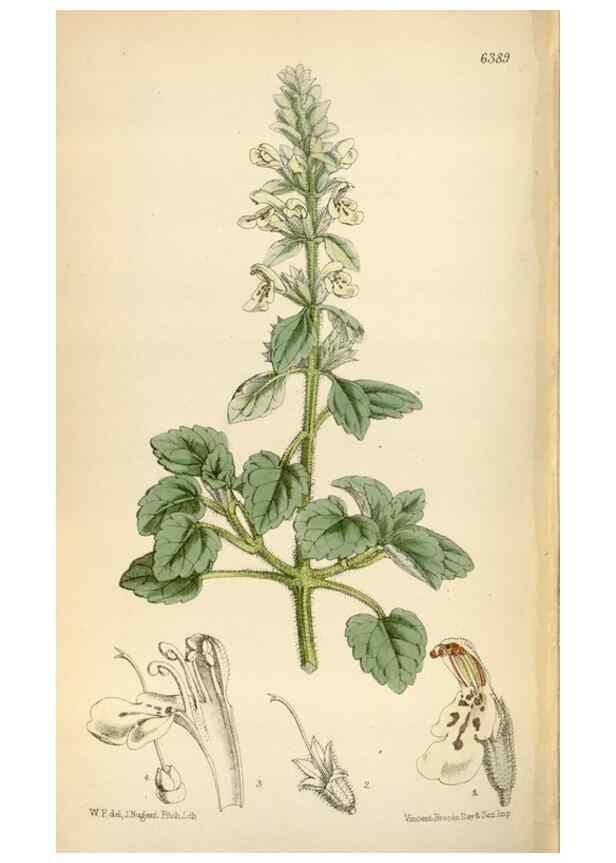 Reproducción/Reproduction 34587519083: Curtis's botanical magazine.. London ; New York [etc.] :Academic Press [etc.]