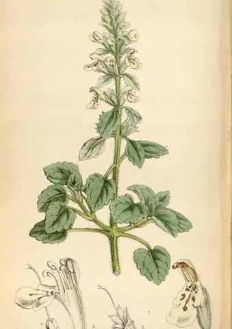 Reproducción/Reproduction 34587519083: Curtis's botanical magazine.. London ; New York [etc.] :Academic Press [etc.]