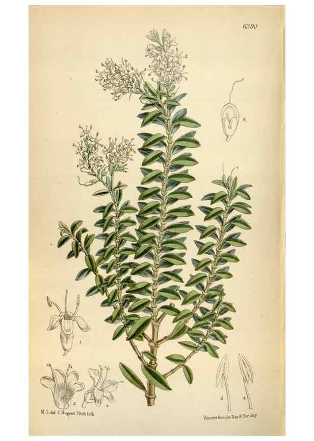 Reproducción/Reproduction 35357721196: Curtis's botanical magazine.. London ; New York [etc.] :Academic Press [etc.]