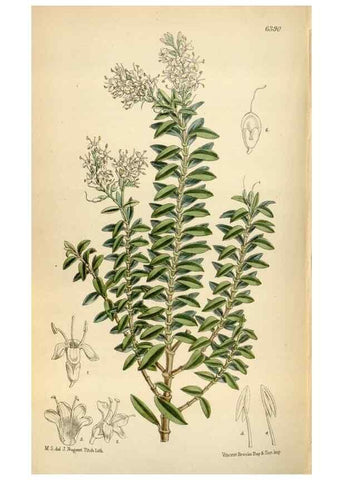 Reproducción/Reproduction 35357721196: Curtis's botanical magazine.. London ; New York [etc.] :Academic Press [etc.]