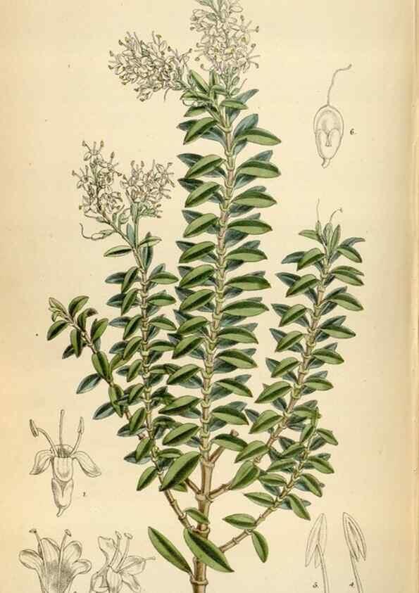 Reproducción/Reproduction 35357721196: Curtis's botanical magazine.. London ; New York [etc.] :Academic Press [etc.]