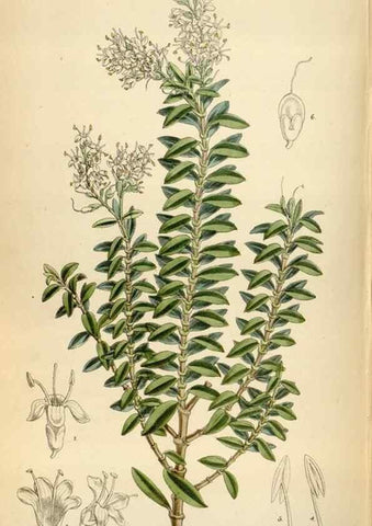Reproducción/Reproduction 35357721196: Curtis's botanical magazine.. London ; New York [etc.] :Academic Press [etc.]