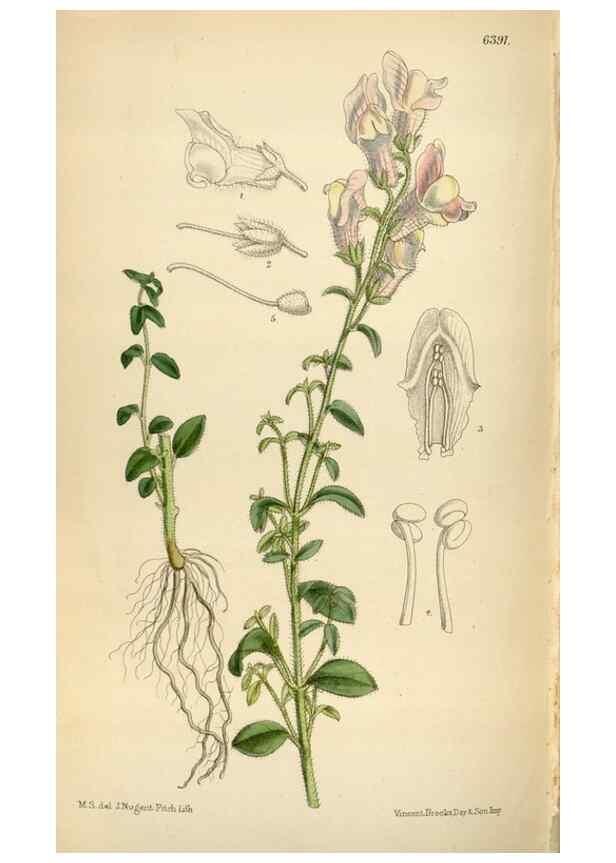 Reproducción/Reproduction 35357723086: Curtis's botanical magazine.. London ; New York [etc.] :Academic Press [etc.]