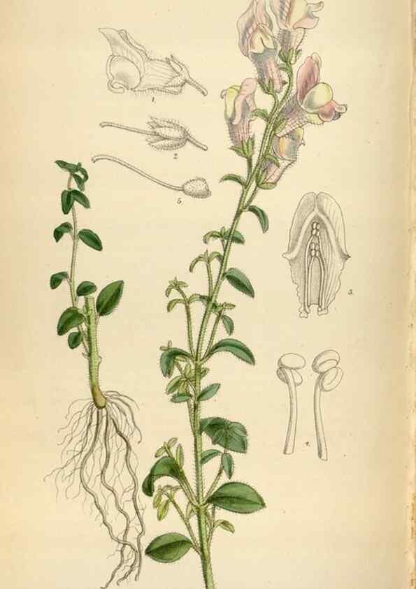 Reproducción/Reproduction 35357723086: Curtis's botanical magazine.. London ; New York [etc.] :Academic Press [etc.]