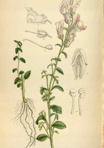 Reproducción/Reproduction 35357723086: Curtis's botanical magazine.. London ; New York [etc.] :Academic Press [etc.]