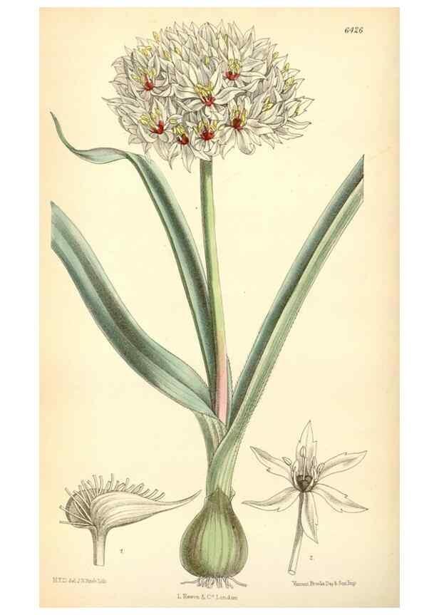 Reproducción/Reproduction 35230706892: Curtis's botanical magazine.. London ; New York [etc.] :Academic Press [etc.]