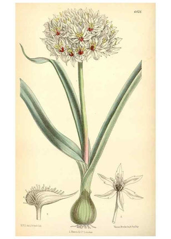 Reproducción/Reproduction 35230706892: Curtis's botanical magazine.. London ; New York [etc.] :Academic Press [etc.]