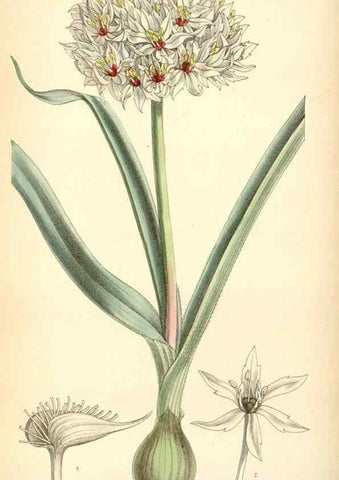 Reproducción/Reproduction 35230706892: Curtis's botanical magazine.. London ; New York [etc.] :Academic Press [etc.]