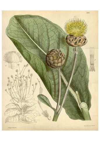 Reproducción/Reproduction 35357724726: Curtis's botanical magazine.. London ; New York [etc.] :Academic Press [etc.]